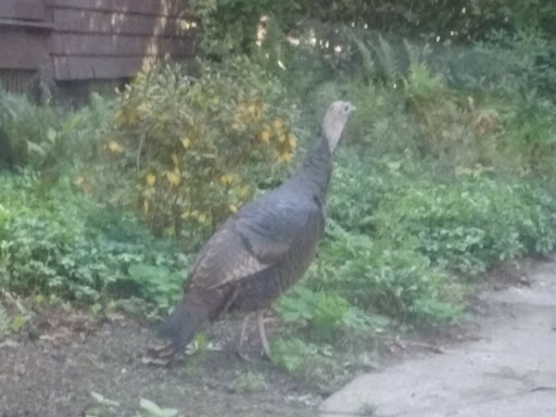 Park «Griggs Park», reviews and photos, 33 Griggs Rd, Brookline, MA 02446, USA