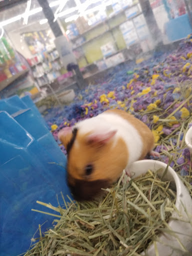 Pet Supply Store «Petco Animal Supplies», reviews and photos, 24413 Crenshaw Blvd #8, Torrance, CA 90505, USA