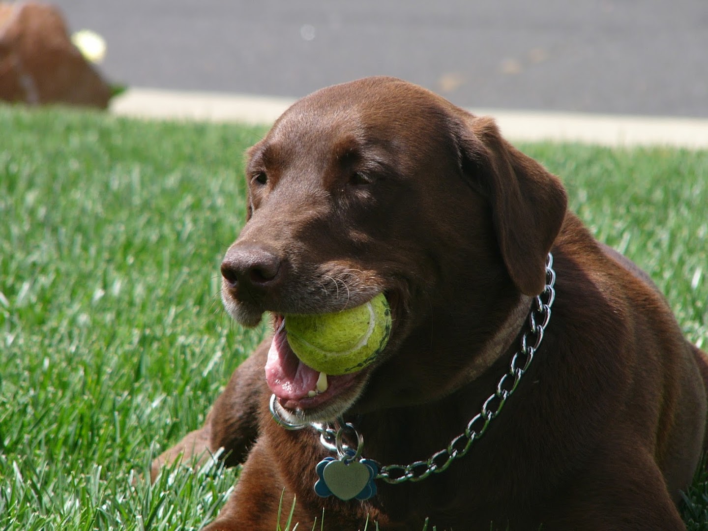 All Paws Dog Walking Service