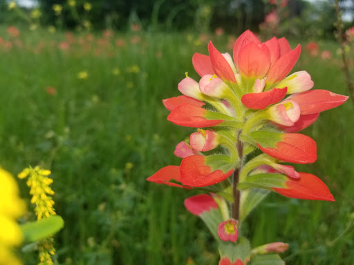 Jewelry Store «Jared The Galleria of Jewelry», reviews and photos, 2425 S Stemmons Fwy, Lewisville, TX 75067, USA