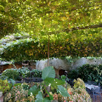 Photo n°3 de l'avis de Rosemary.i fait le 11/09/2018 à 21:45 sur le  Il NOCE Trattoria pizzeria à Pitigliano