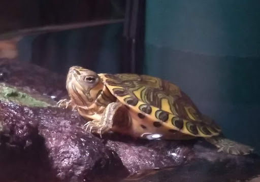 Flea Market «Montana Charlie’s», reviews and photos, 255 S Joliet Rd, Bolingbrook, IL 60440, USA