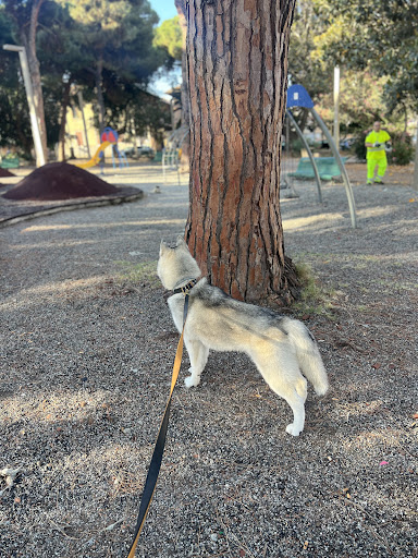 Pensioni per cani e dog hotel a THE DOG'S CLUB REGGIO CALABRIA