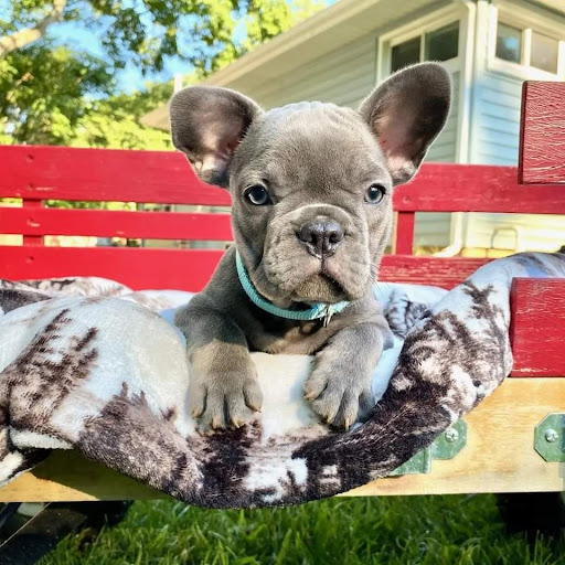 Pet Supply Store «Pet Supplies Plus», reviews and photos, 1368 N Galena Ave, Dixon, IL 61021, USA