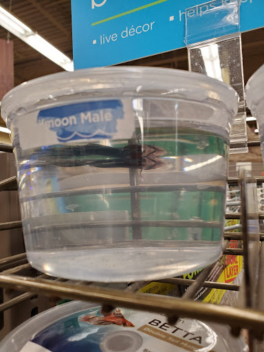 Pet Supply Store «Petco Animal Supplies», reviews and photos, 317 E Trenton Rd, Edinburg, TX 78539, USA