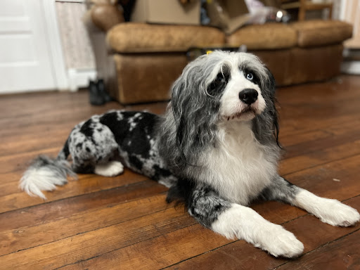 Bennett Creek Animal Hospital + PET Urgent Care