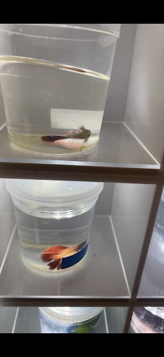 Pet Supply Store «PetSmart», reviews and photos, 3220 W Shaw Ave, Fresno, CA 93711, USA