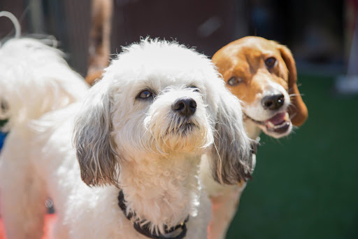 Dog training classes Pittsburgh