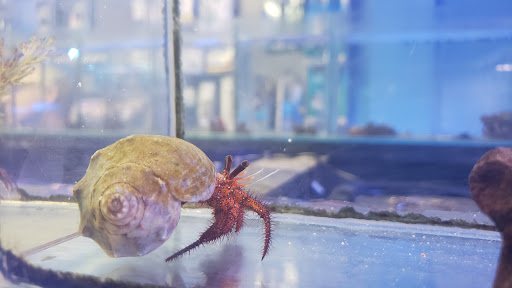 Aquarium Shop «Aquarium Depot», reviews and photos, 11762 SW 88th St, Miami, FL 33186, USA