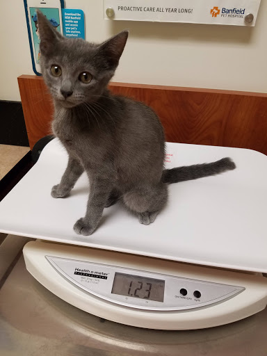 Pet Supply Store «PetSmart», reviews and photos, 2389 Taylor Park Dr, Reynoldsburg, OH 43068, USA