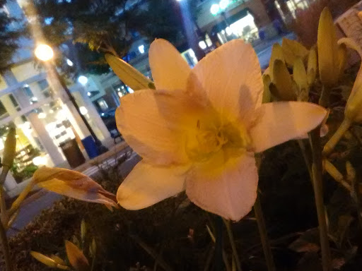 Furniture Store «Pottery Barn», reviews and photos, 2700 Clarendon Blvd r100, Arlington, VA 22201, USA