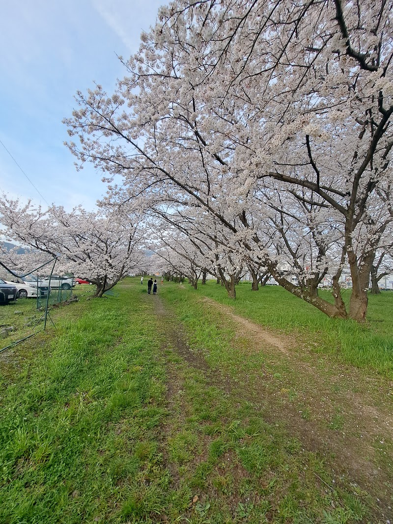横河原桜並木