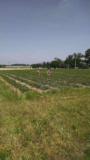 Grocery Store «Grasso Girls Farm Market», reviews and photos, 353 Wolfert Station Rd, Mullica Hill, NJ 08062, USA