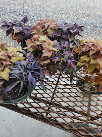 Ameriscape Lawn Landscape & Garden Center - Photo 9 - Car repair in Lafayette, LA, Lafayette