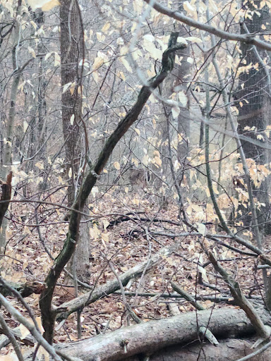 Nature Preserve «Piedmont Environmental Center», reviews and photos, 1220 Penny Rd, High Point, NC 27265, USA