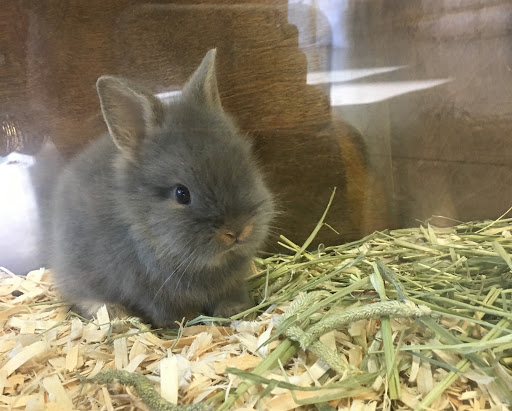 Pet Supply Store «Saluda River Pet», reviews and photos, 130 Robin Helton Dr, Boiling Springs, SC 29316, USA