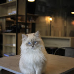 Photo n°1 de l'avis de PAOLO.O fait le 06/12/2021 à 11:16 sur le  Dr. Cat - Pet Lounge Bistrot à Brescia