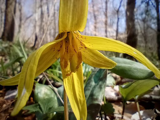 Park «Cave River Valley Park», reviews and photos, 6031-6871 N Cave River Valley Rd, Campbellsburg, IN 47108, USA