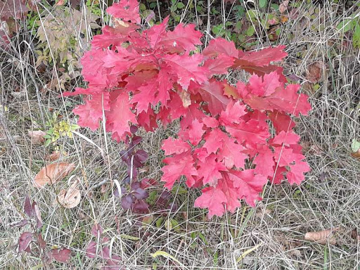 Park «Rouge Park», reviews and photos, Joy Rd, Detroit, MI 48228, USA