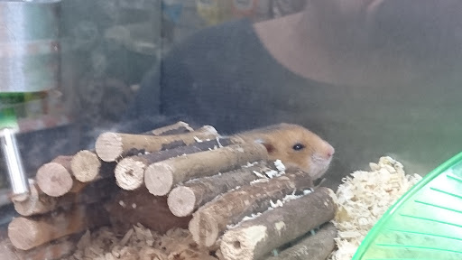 Hamster adoption Bournemouth