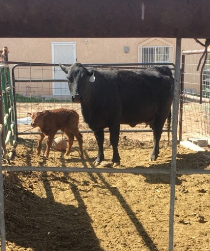 Livestock producer Albuquerque
