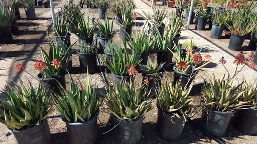 Phoenix Desert Nursery