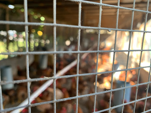 Poultry Farm «Orlando Live Poultry», reviews and photos, 2499 Regent Ave, Orlando, FL 32804, USA