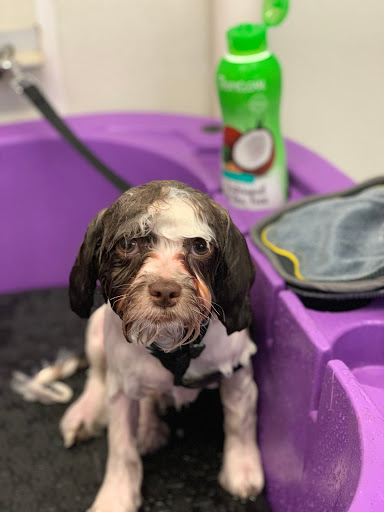 Pet Supply Store «Bow Wow and Meow Pet Supplies», reviews and photos, 1648 S 4th St, Allentown, PA 18103, USA