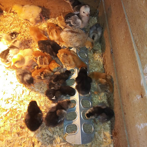 Poultry Farm «R Farm», reviews and photos, 1041 Farm-To-Market 2537, San Antonio, TX 78221, USA