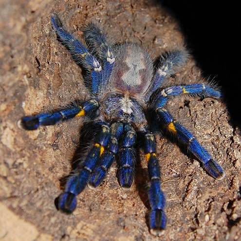 Reptile Store «An Exotic Reptile Pet Shop», reviews and photos, 3115 N 1st Ave, Tucson, AZ 85719, USA