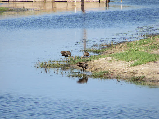 Sightseeing Tour Agency «Wild Willys Airboat Tours», reviews and photos, 4715 Kissimmee Park Rd, St Cloud, FL 34772, USA