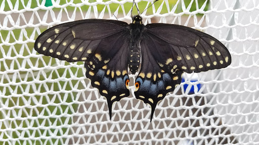 Zoo «Lake Superior Zoo», reviews and photos, 7210 Fremont St, Duluth, MN 55807, USA