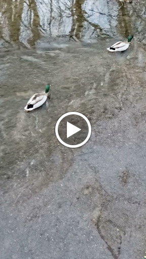 Park «Arthur K Draut Park», reviews and photos, Bowling Blvd, St Matthews, KY 40207, USA