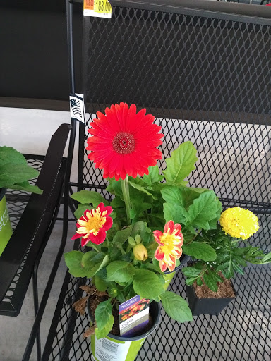 Discount Store «Walmart», reviews and photos, 701 W Princeton Dr, Princeton, TX 75407, USA