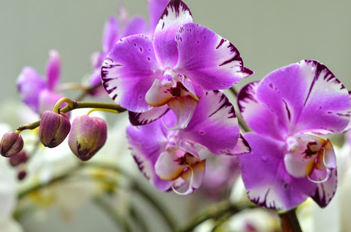 Florist «Lane Florist», reviews and photos, 6616 Snider Plaza, Dallas, TX 75205, USA