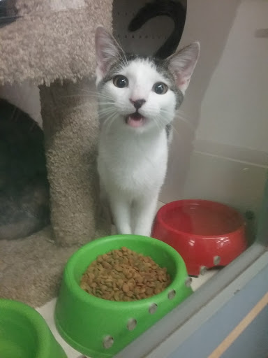 Pet Supply Store «Petco Animal Supplies», reviews and photos, 1333 Centennial Ave, Piscataway Township, NJ 08854, USA