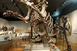 Museum of Zoology of the University of São Paulo image