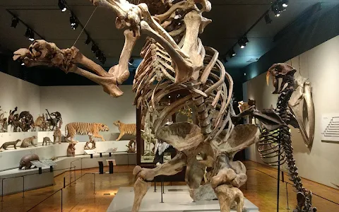 Museum of Zoology of the University of São Paulo image