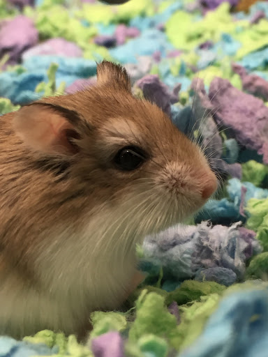 Pet Supply Store «PetSmart», reviews and photos, 5160 US-70, Morehead City, NC 28557, USA