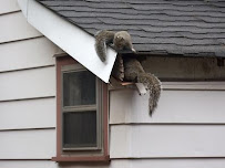 Patriot Wildlife Removal - Photo 6 - Car repair in Jefferson, LA, Metairie