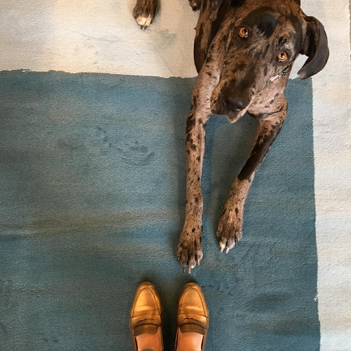 Pet Supply Store «Cole Valley Pets», reviews and photos, 910 Cole St, San Francisco, CA 94117, USA