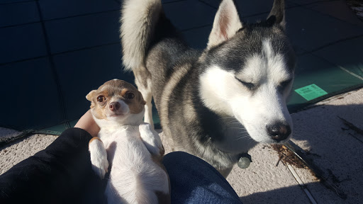 Pet Supply Store «Pet Valu», reviews and photos, 150 Main St, Lodi, NJ 07644, USA