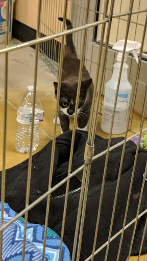 Pet Supply Store «PetSmart», reviews and photos, 976 IL-59, Aurora, IL 60504, USA