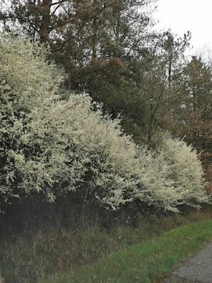 Thorailles à Thorailles