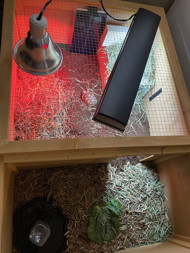 Pet Store «Wildside Pets», reviews and photos, 1042 N Higley Rd #105, Mesa, AZ 85205, USA