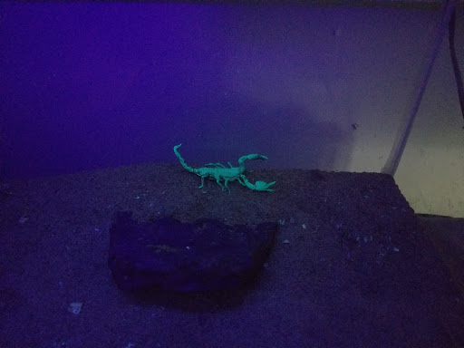 Pet Supply Store «Pet Supermarket, Inc.», reviews and photos, 598 N McCarran Blvd, Sparks, NV 89431, USA