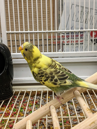 Pet Supply Store «Petco Animal Supplies», reviews and photos, 9230 Old Keene Mill Rd b, Burke, VA 22015, USA