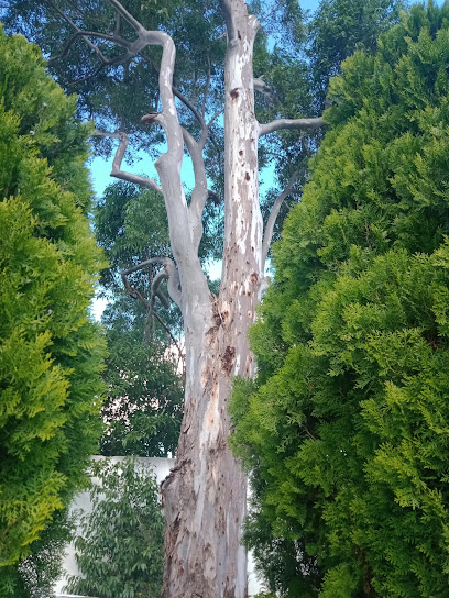Twins Tree Lopping