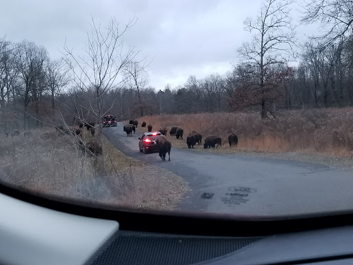 Nature Preserve «Elk and Bison Prairie», reviews and photos, Elk & Bison Prairie Rd, Golden Pond, KY 42211, USA