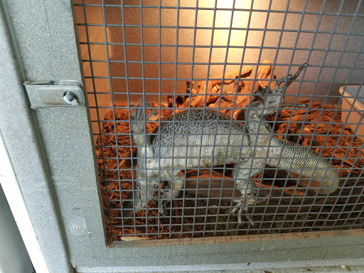 Pet Store «Zoo Creatures Pet Store», reviews and photos, 149 Plaistow Rd, Plaistow, NH 03865, USA